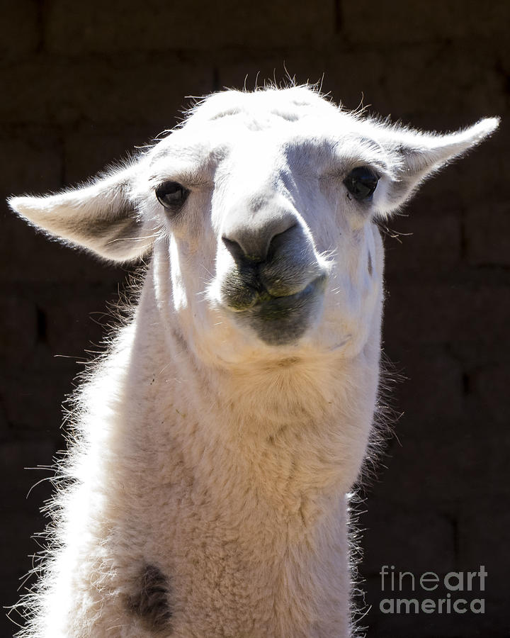 Llama of the Atacama Desert Photograph by Kenneth Lempert - Fine Art ...