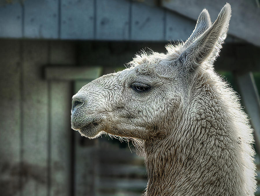 Llama Portrait Photograph by Rick Mosher