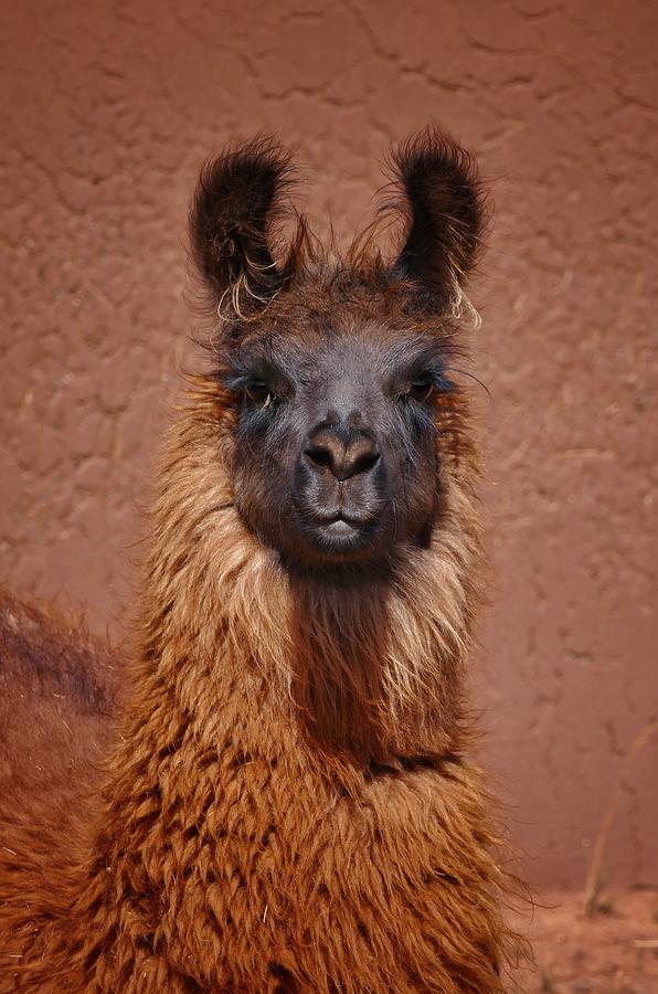 Llama Photograph by Skip Hunt