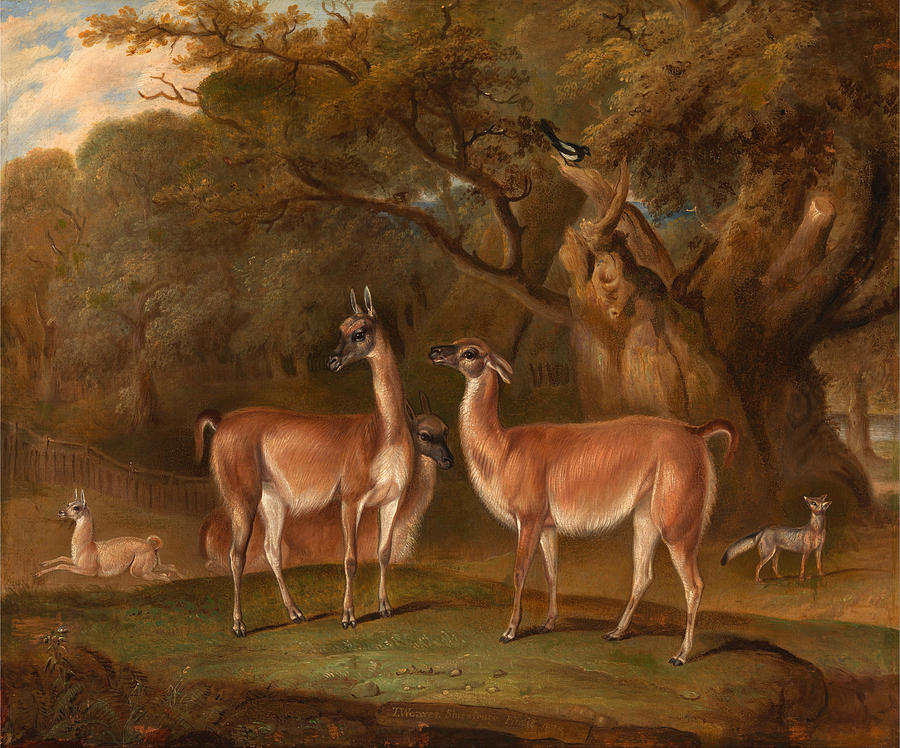 Animal Painting - Llamas and a fox in a wooded landscape by Thomas Weaver