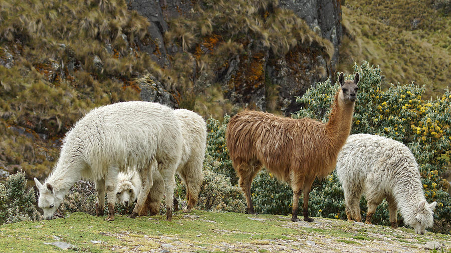Llamas and Alpacas Photograph by Cameron Wood