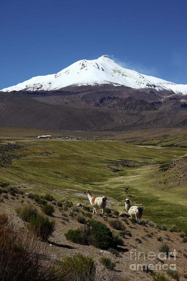 Llamas and Guallatiri Volcano Chile Photograph by James Brunker