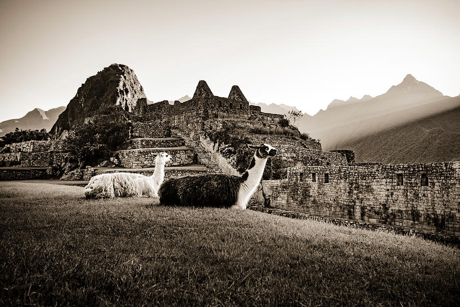 Llamas at First Light Photograph by Oscar Gutierrez