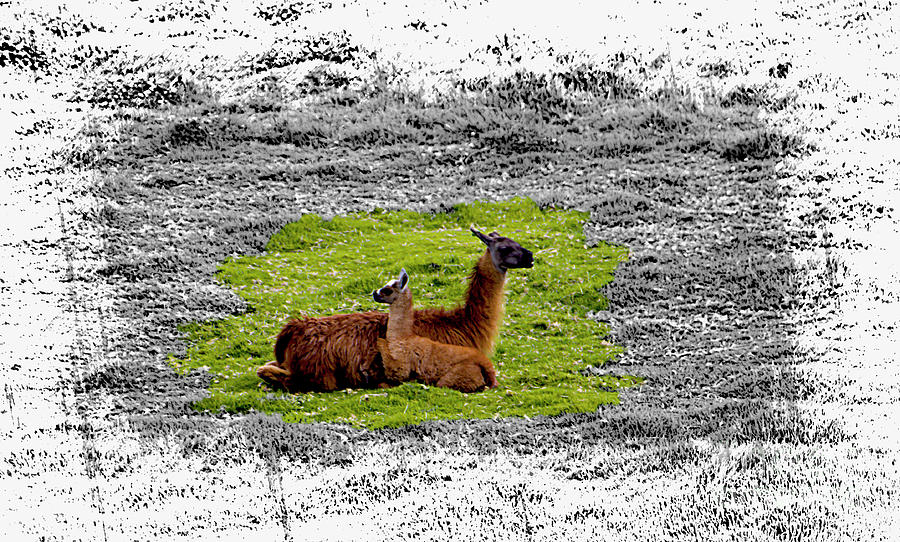 Llamas At Ingapirca Photograph by Al Bourassa