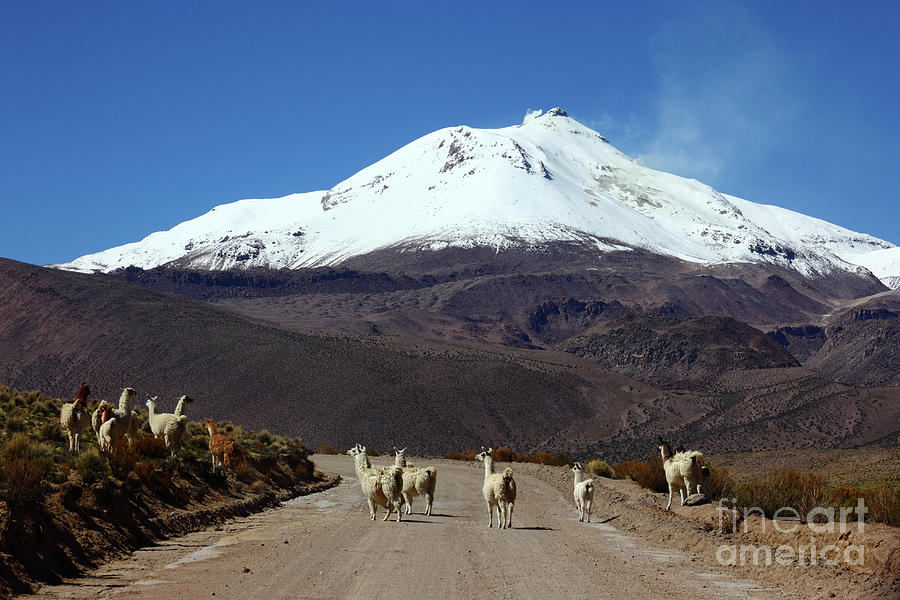 Llamas Crossing Road and Guallatiri Volcano Chile Photograph by James Brunker