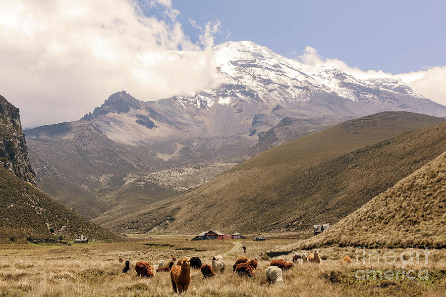 Nature Photograph - Llamas Grazing At The Foot Of The Chimborazo Volcano by Kalypso World Photography