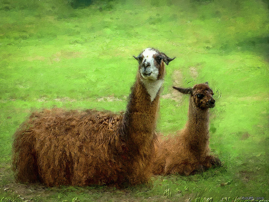 Llamas Photograph by Ken Morris