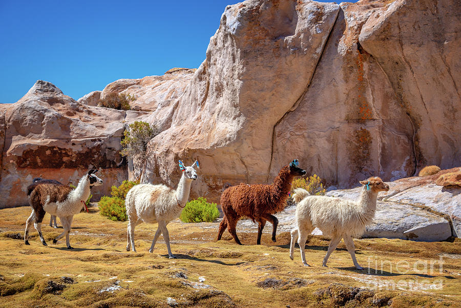Llamas in Bolivia Photograph by Delphimages Photo Creations