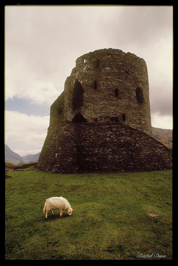 Llanberis Castle and sheep Photograph by Rachel Garcia-Dunn