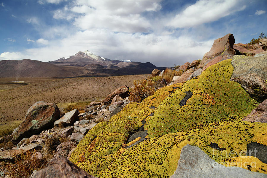 Llareta Plants and Guallatiri Volcano Chile Photograph by James Brunker