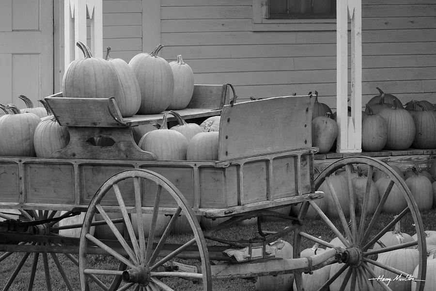 Load of Pumpkins Photograph by Harry Moulton