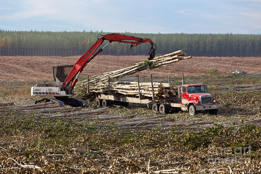Loading Harvested Hybrid Poplar Logs Photograph by Inga Spence