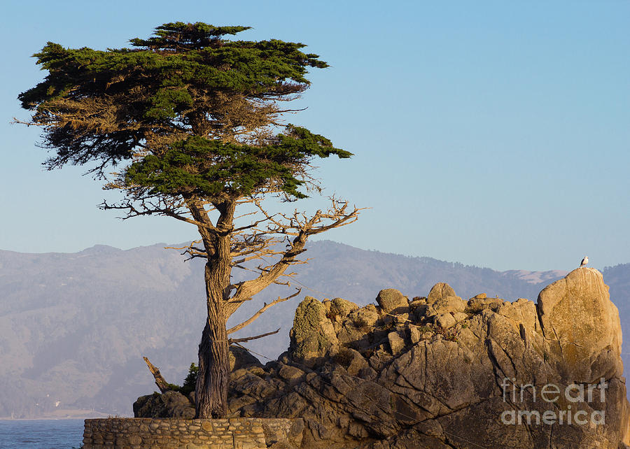 Tree Photograph - Lone Cypress Tree  by Brandon Bonafede