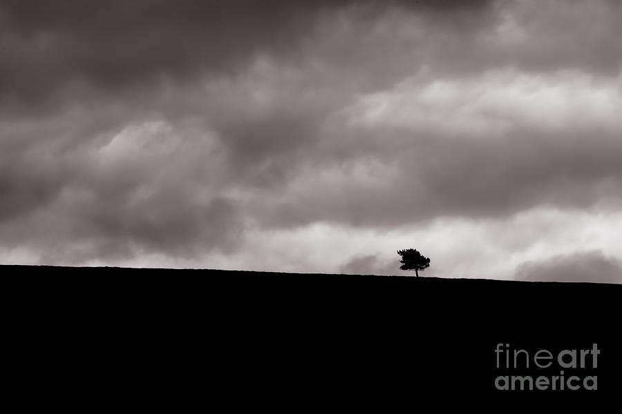Lone Tree Photograph by Diane Macdonald