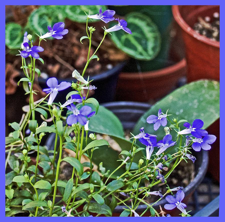 Lobelia Plant for Festival in Claremont-California Photograph by Ruth Hager