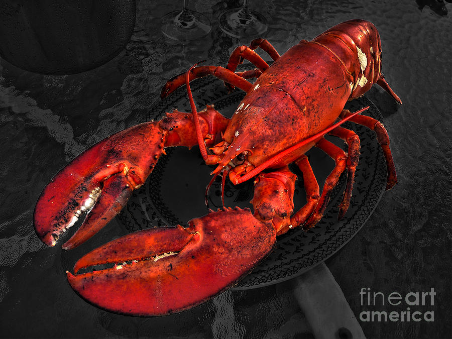 Lobstah Photograph by William Fields