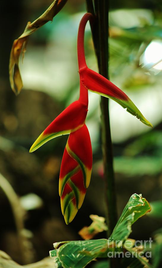 Lobster Claw Heliconia Photograph by Craig Wood