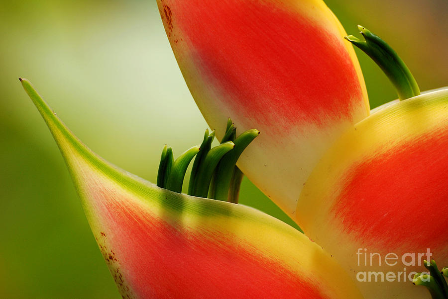 Abstract Photograph - Lobster Claw Flower by Lorenzo Cassina