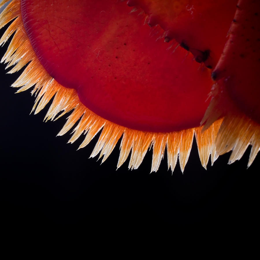 Lobster Feathers Photograph by Jim DeLillo