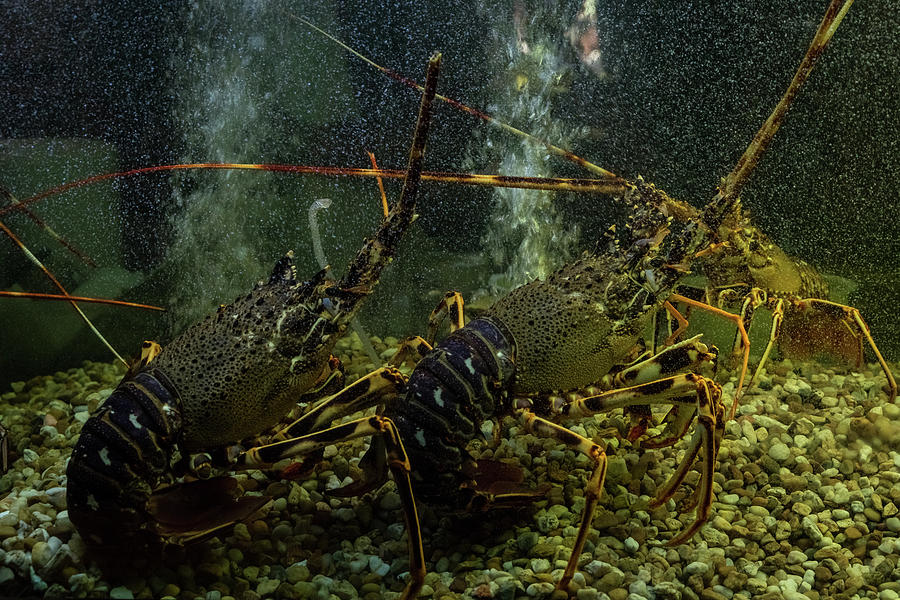 Lobster Fest Photograph by Georgia Mizuleva