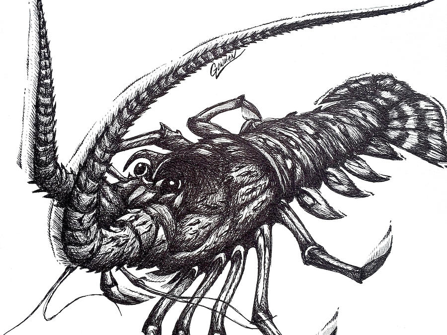 Lobster Drawing by Greg Lowman