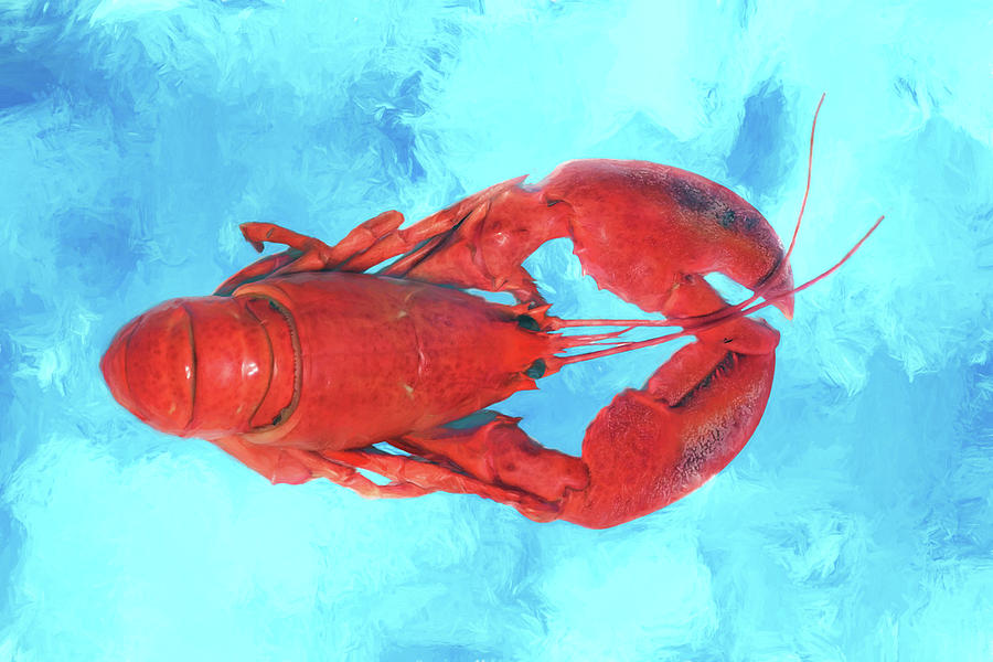 Lobster on Turquoise Photograph by Nikolyn McDonald