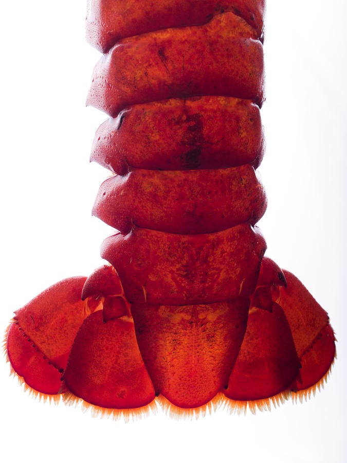 Lobster Tail Photograph by Jim DeLillo
