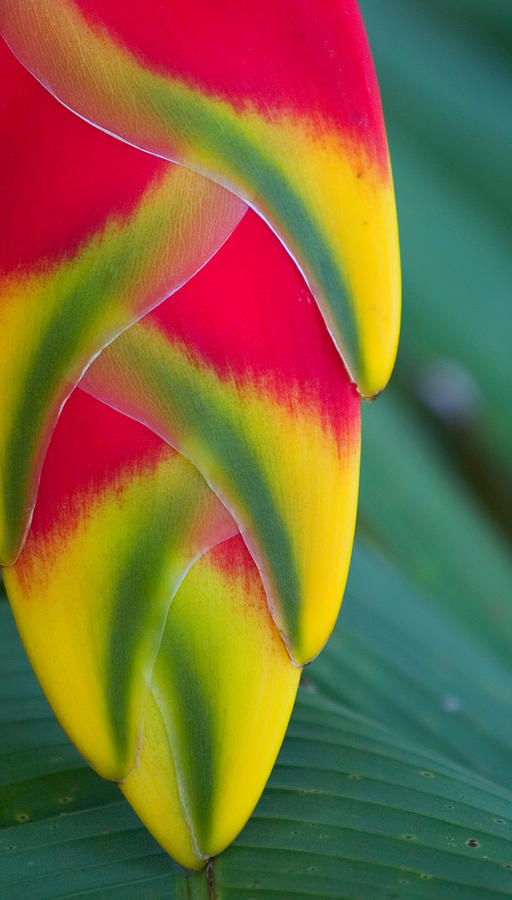 Flower Photograph - Lobsterclaw Heliconia by Stephen Mack