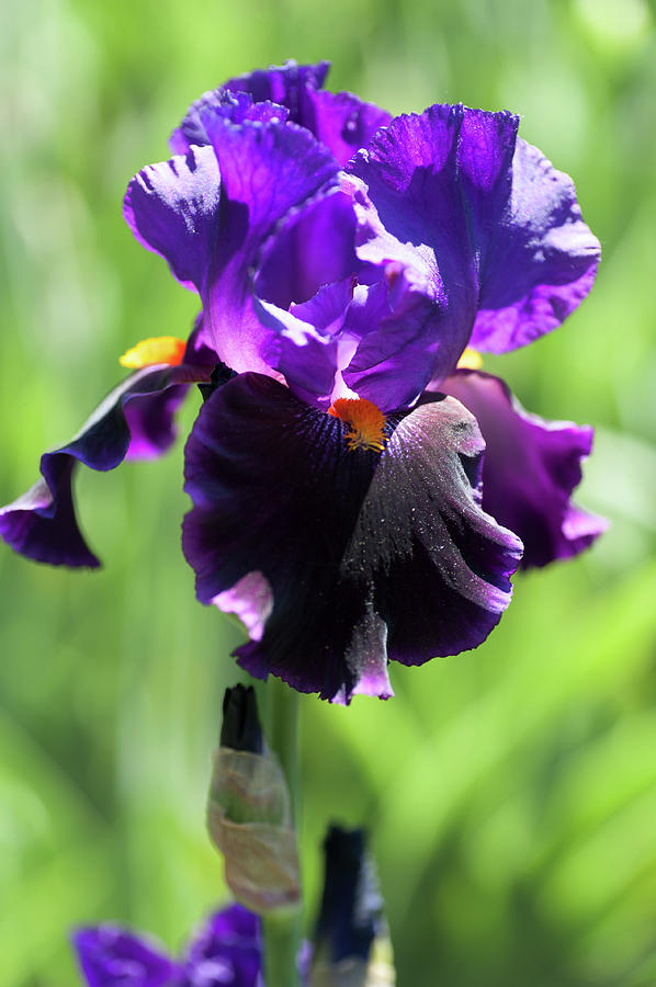Local Color 1. The Beauty of Irises Photograph by Jenny Rainbow