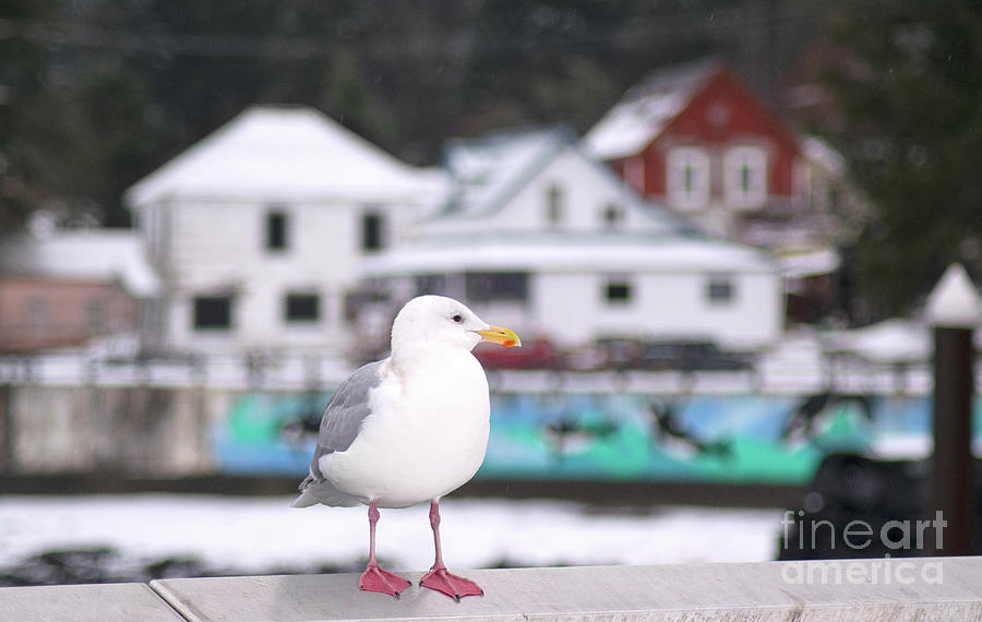 Seagull Photograph - Local Color by Charity Hommel