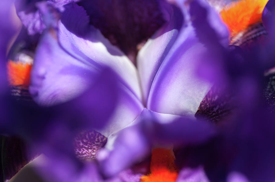 Local Color Macro 1. The Beauty of Irises Photograph by Jenny Rainbow