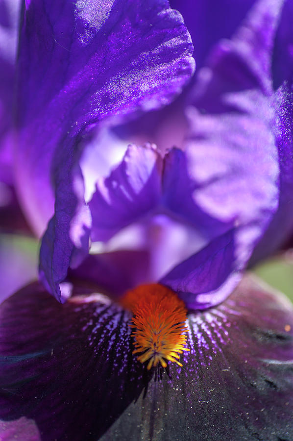 Local Color Macro 2. The Beauty of Irises Photograph by Jenny Rainbow