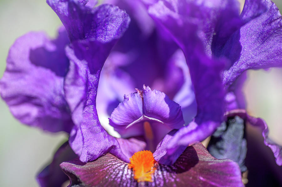 Local Color Macro 3. The Beauty of Irises Photograph by Jenny Rainbow