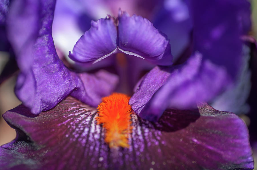 Local Color Macro. The Beauty of Irises Photograph by Jenny Rainbow