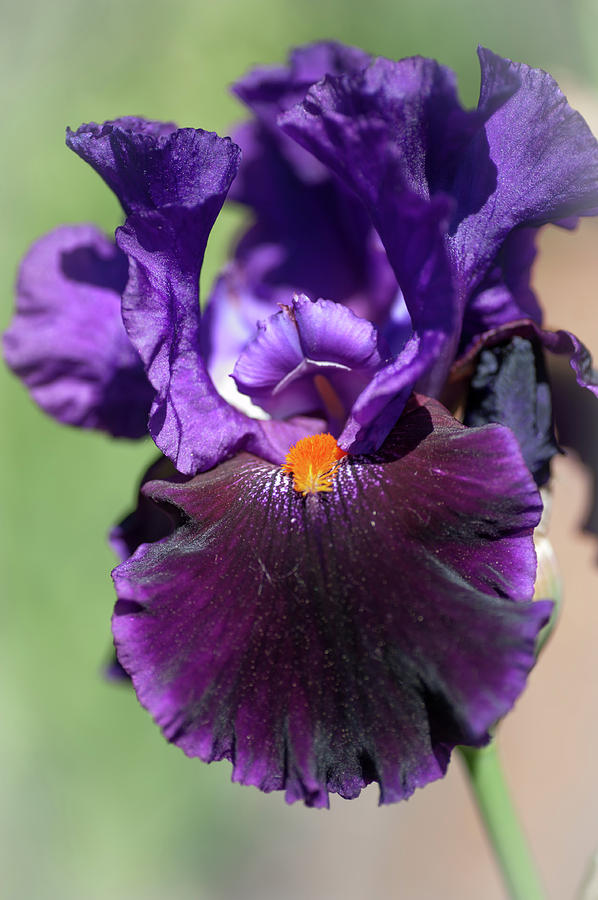 Local Color. The Beauty of Irises Photograph by Jenny Rainbow