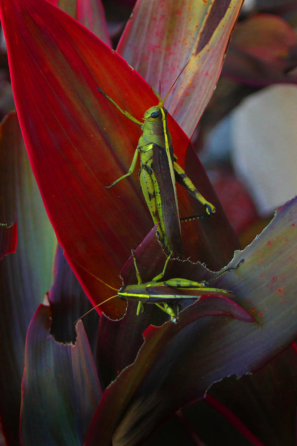 Grasshopper Photograph - Local Locust Munching by Joseph G Holland