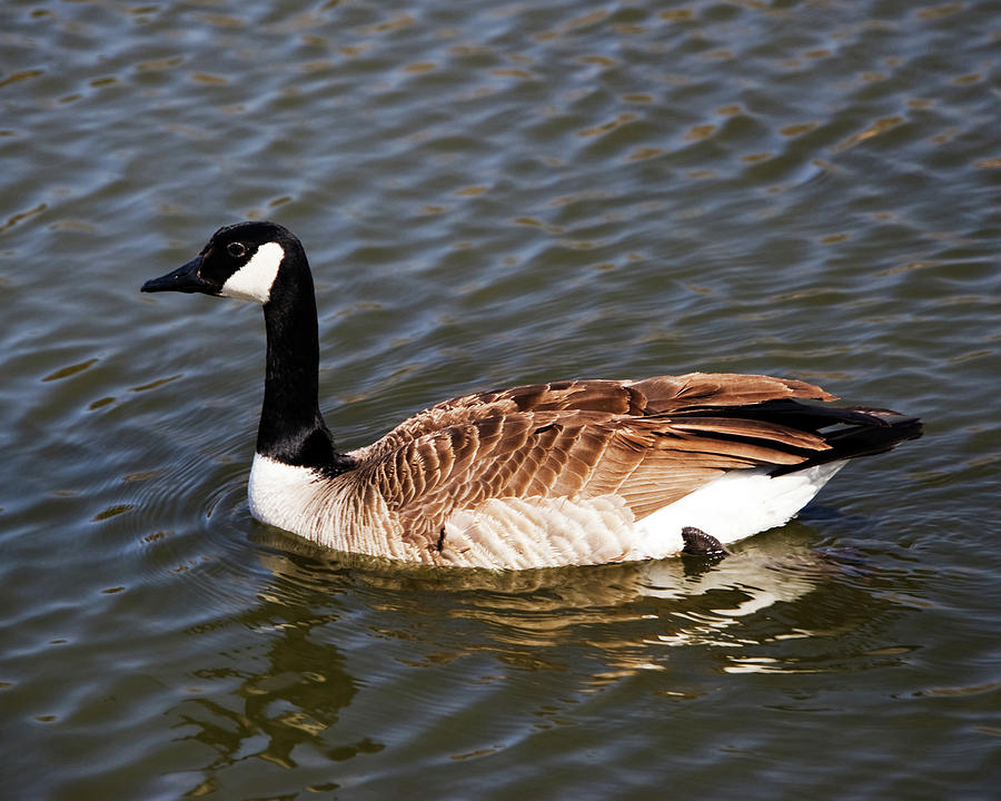 canada goose birmingham canada goose birmingham
