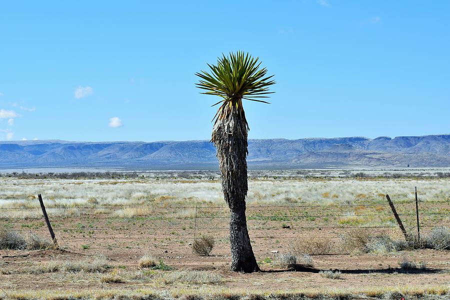Lone Cactus In The Lone Star State Photograph