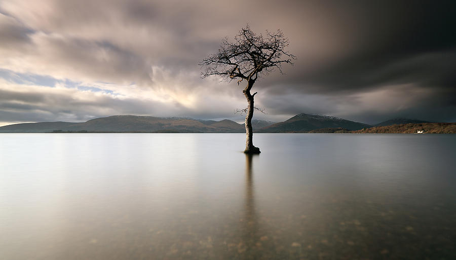 Landscape Photograph - Loch Lomond Lone Tree by Grant Glendinning