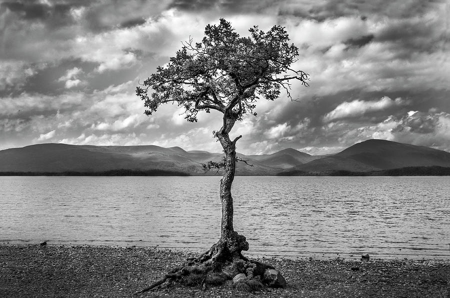 Loch Lomond Tree Photograph by Findlay Rankin - Fine Art America