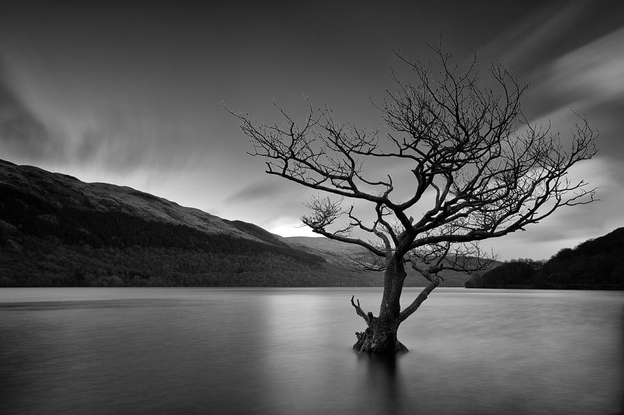 Loch Tree Photograph by Grant Glendinning