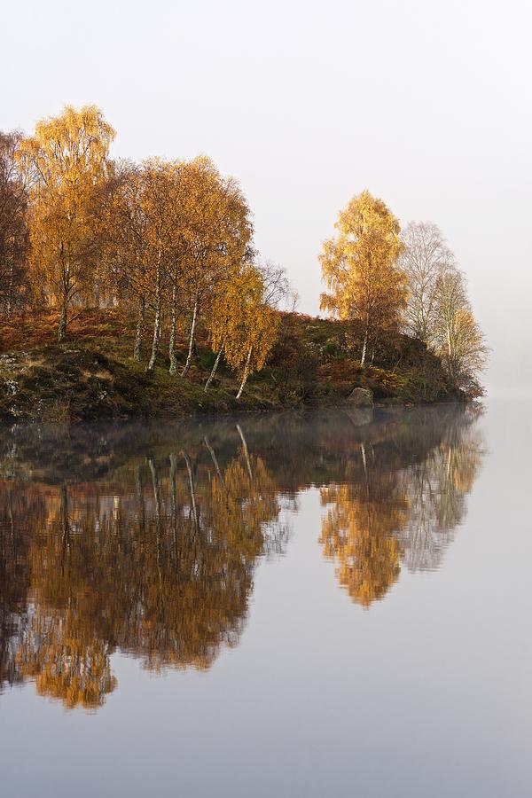 Loch Tummel trees Photograph by Stephen Taylor