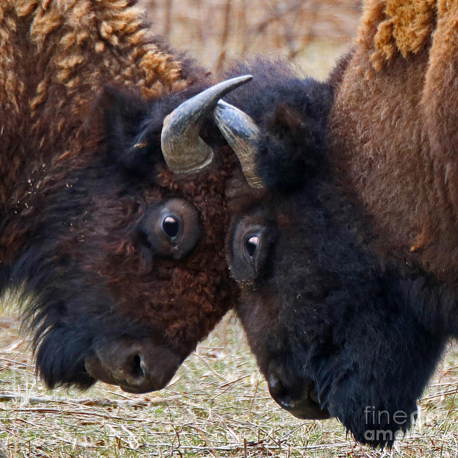 Bison Photograph - Locking Horns by Steve Gass