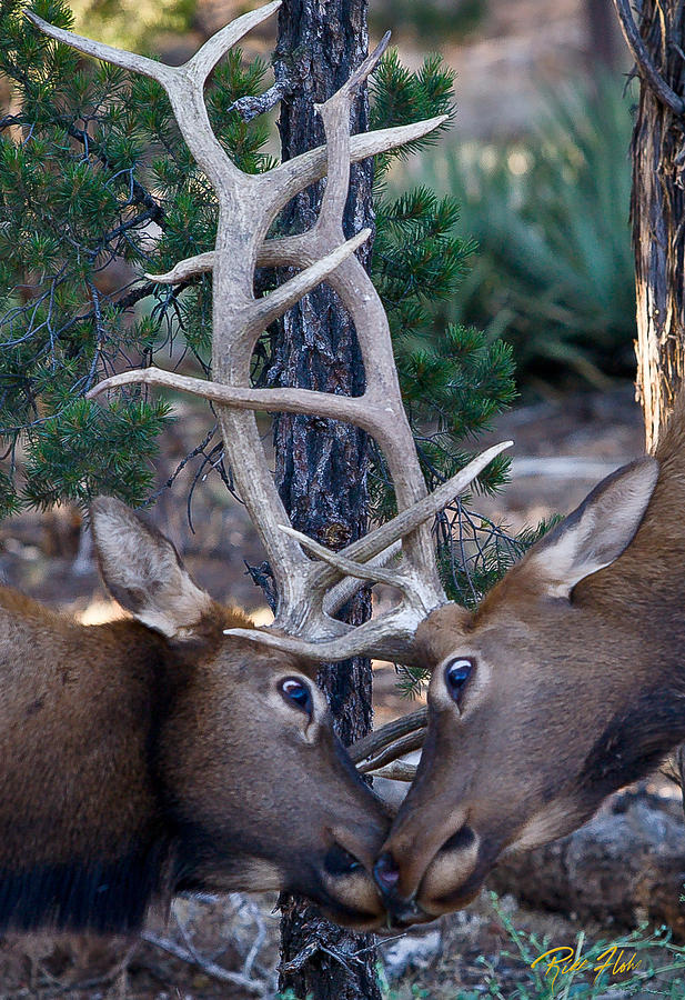 Locking Horns - well Antlers Photograph by Rikk Flohr