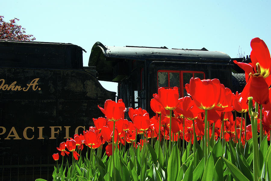 Flower Photograph - Locomotive 1095 and Red Tulips by Paul Wash