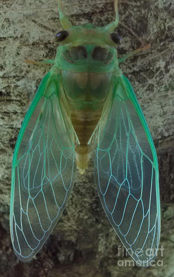 Locust / Cicada Photograph