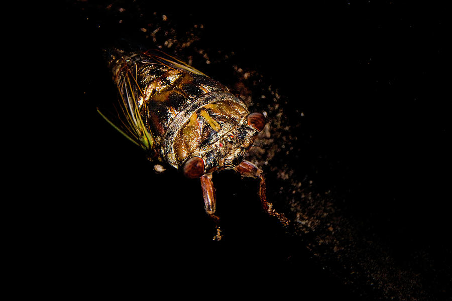 Locust Photograph by Judy Hall-Folde