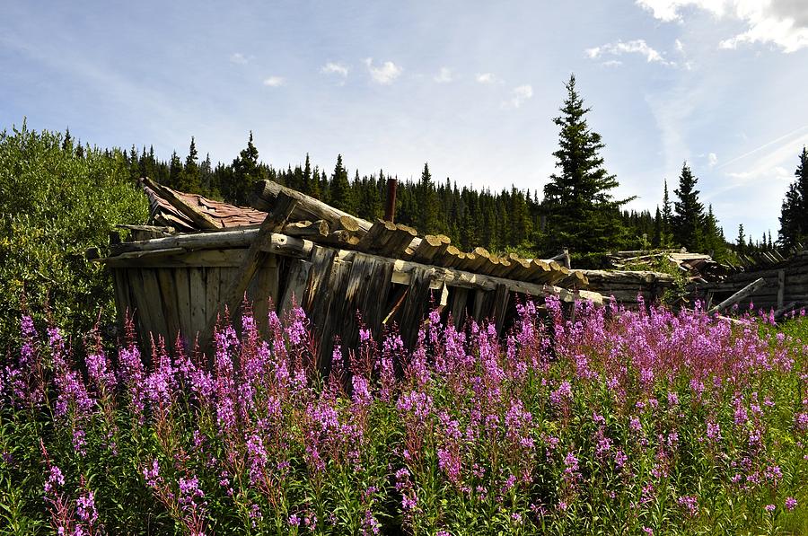 Lodge in Fireweed Photograph by Cathy Mahnke