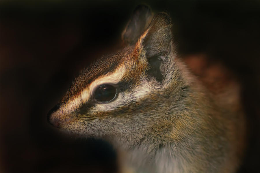 Lodgepole Chipmunk  Photograph by Brian Cross