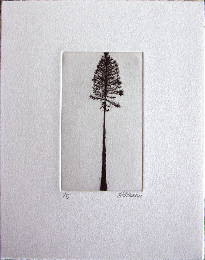 Lodgepole Pine Drawing by Christie Ginanni